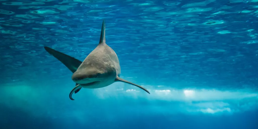 サメは人間の天敵 それともその逆 病気や事故 ほかの動物と比べてわかる 真の姿 データのじかん